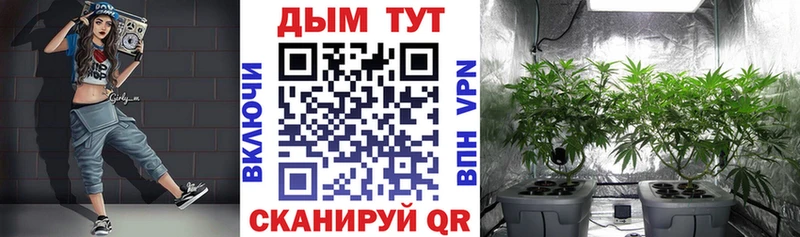 где продают наркотики  Белово  Шишки марихуана план 
